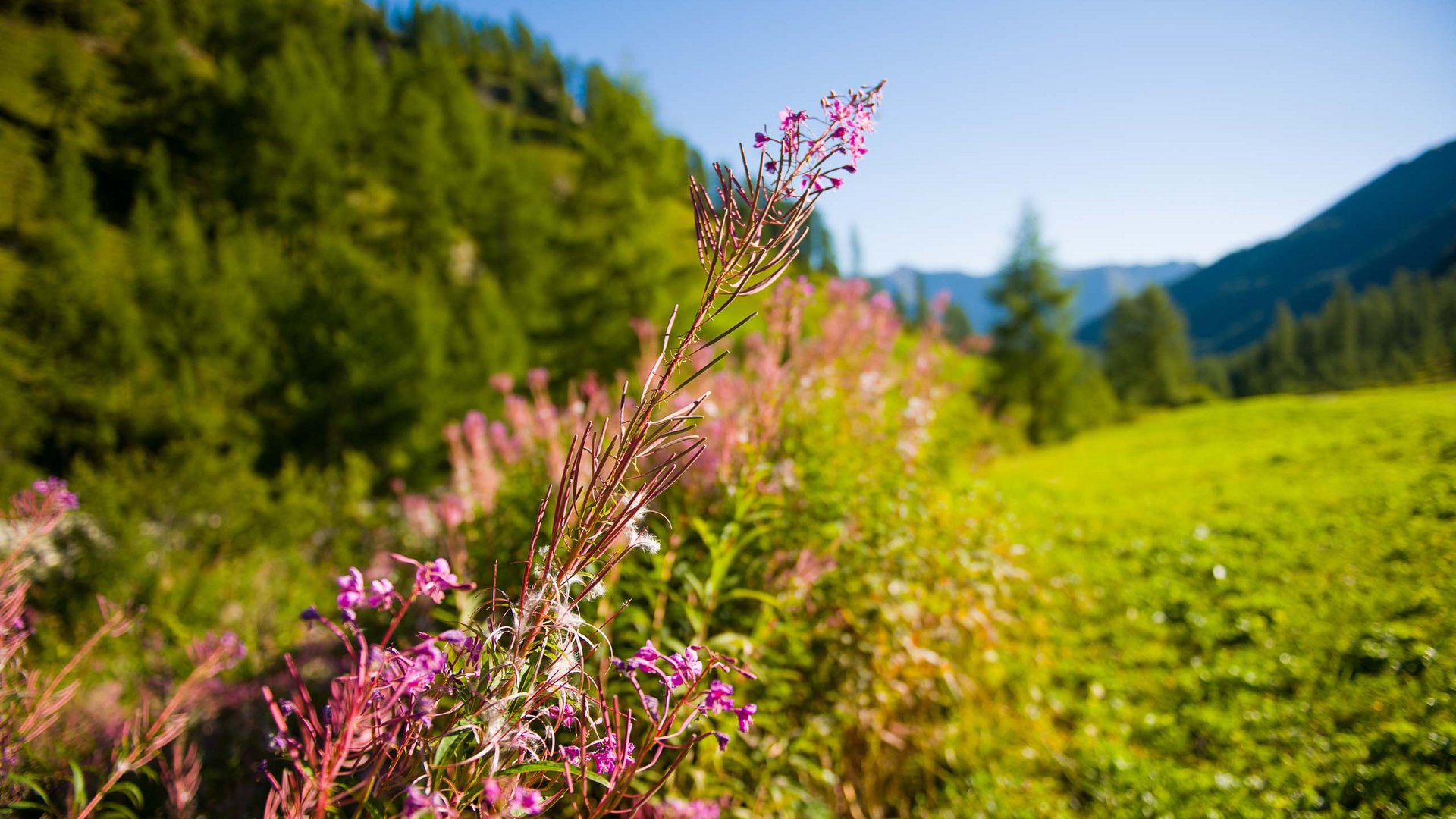 Samnaun: Sommer, Sonne, Panoramen Samnaun: Sommer, Sonne, Panoramen